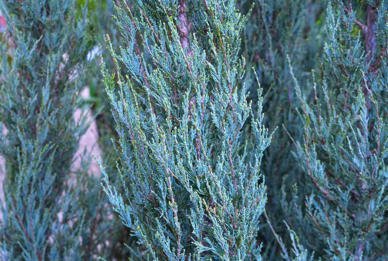 Juniperus Scopulorum 'skyrocket' - View 24 from www redcrocus com