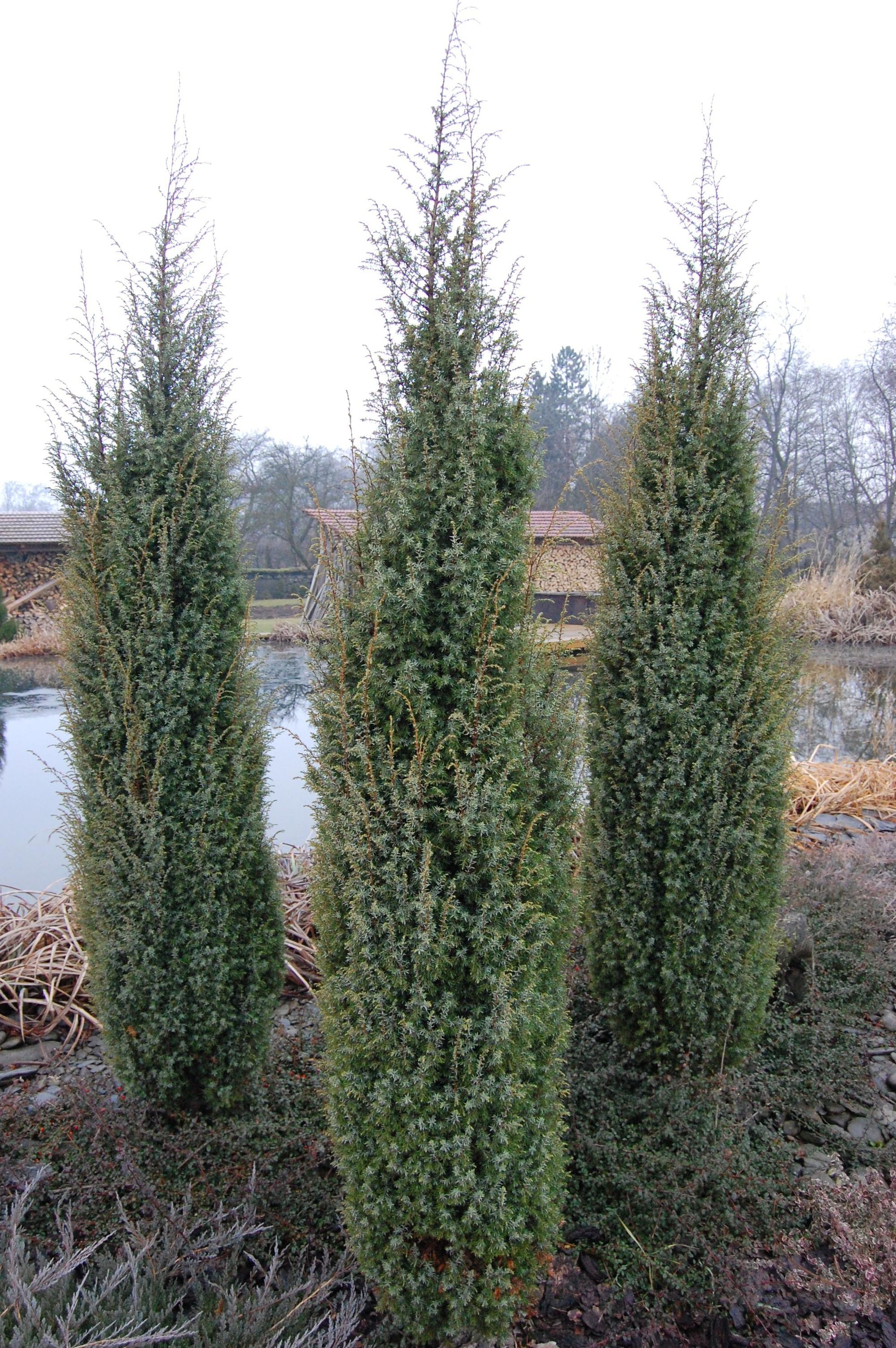 Juniperus Scopulorum 'skyrocket' - View 25 from www redcrocus com