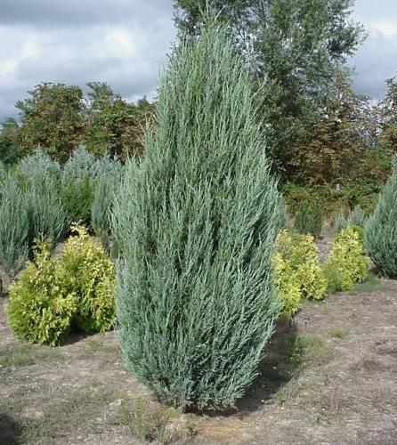 Juniperus Scopulorum 'skyrocket' - View 29 from www redcrocus com