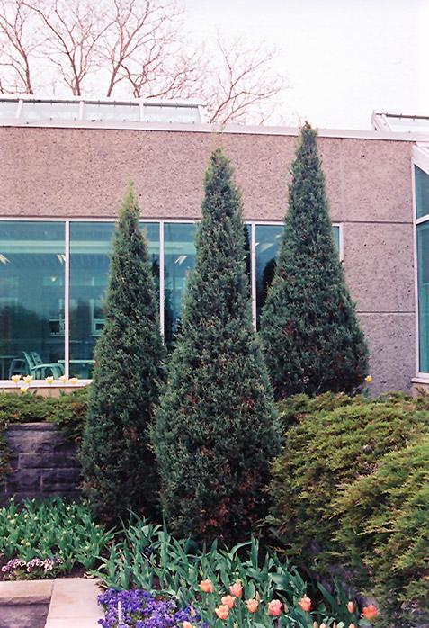 Juniperus Scopulorum 'skyrocket' - View 31 from www redcrocus com