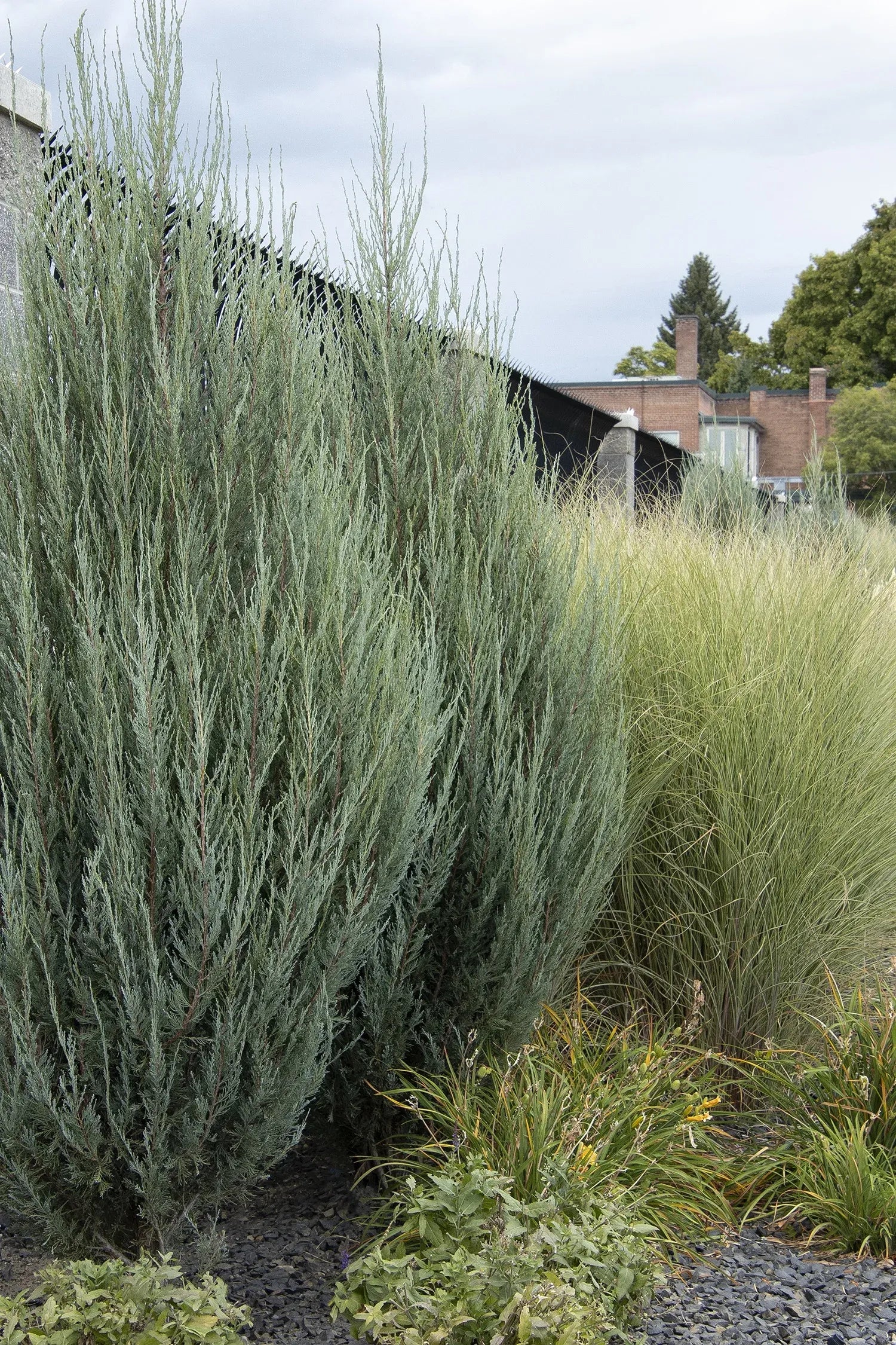Juniperus Scopulorum 'skyrocket' - View 35 from www redcrocus com