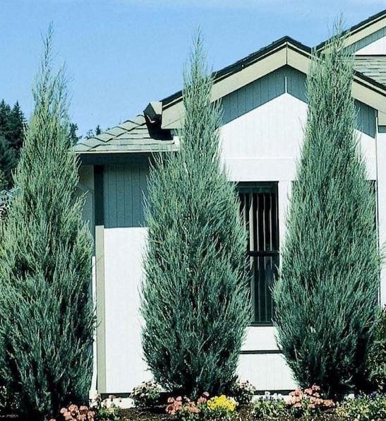 Juniperus Scopulorum 'skyrocket' - View 35 from www redcrocus com