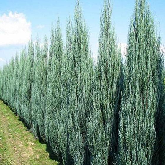 Juniperus Scopulorum 'skyrocket' - View 3 from www redcrocus com