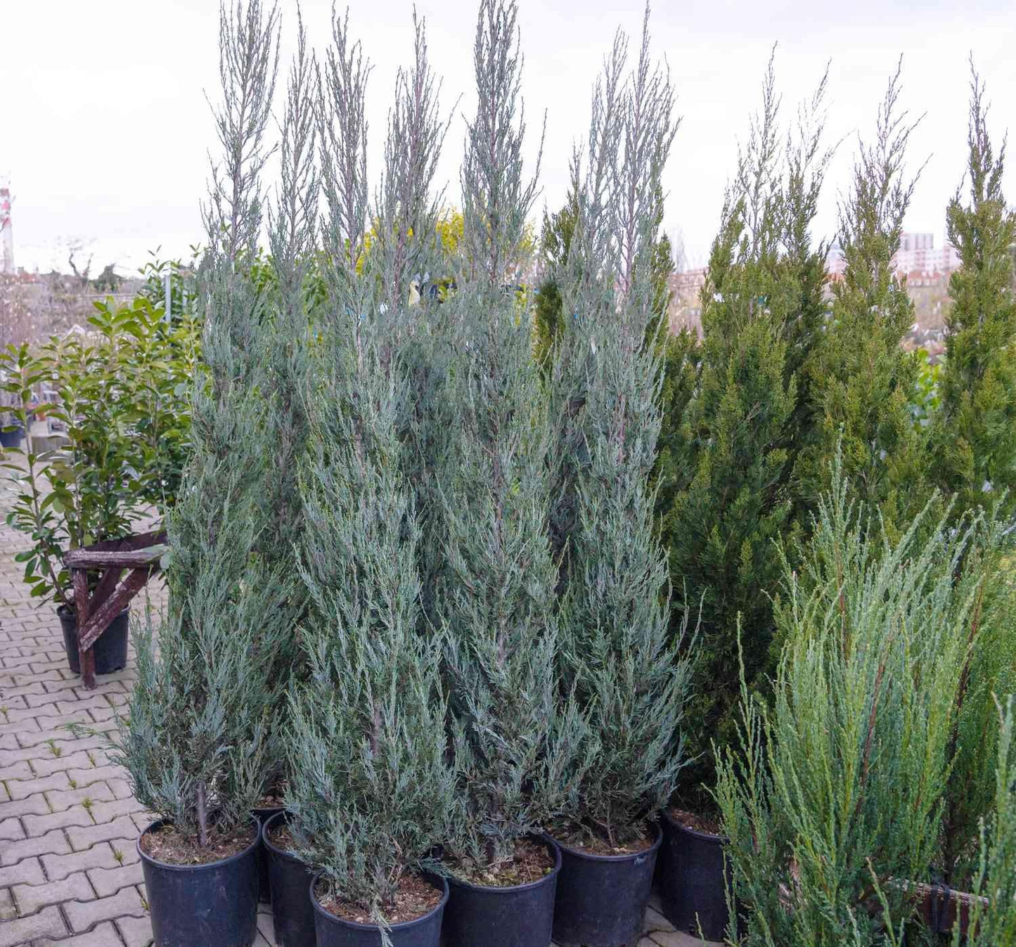 Juniperus Scopulorum 'skyrocket' - View 40 from www redcrocus com