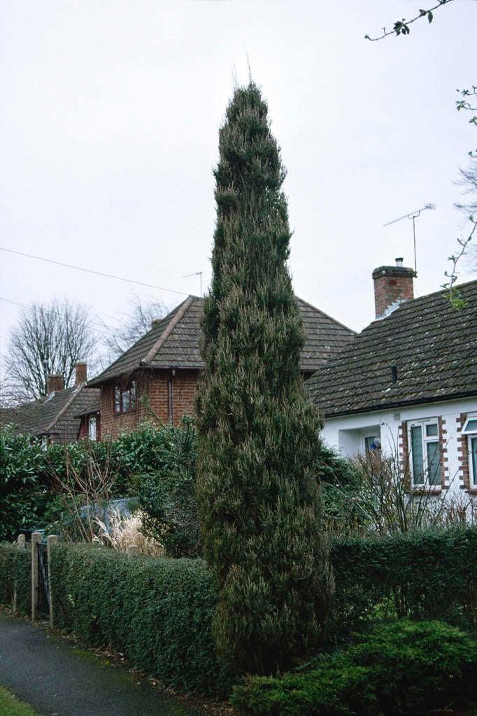 Juniperus Scopulorum 'skyrocket' - View 5 from www redcrocus com