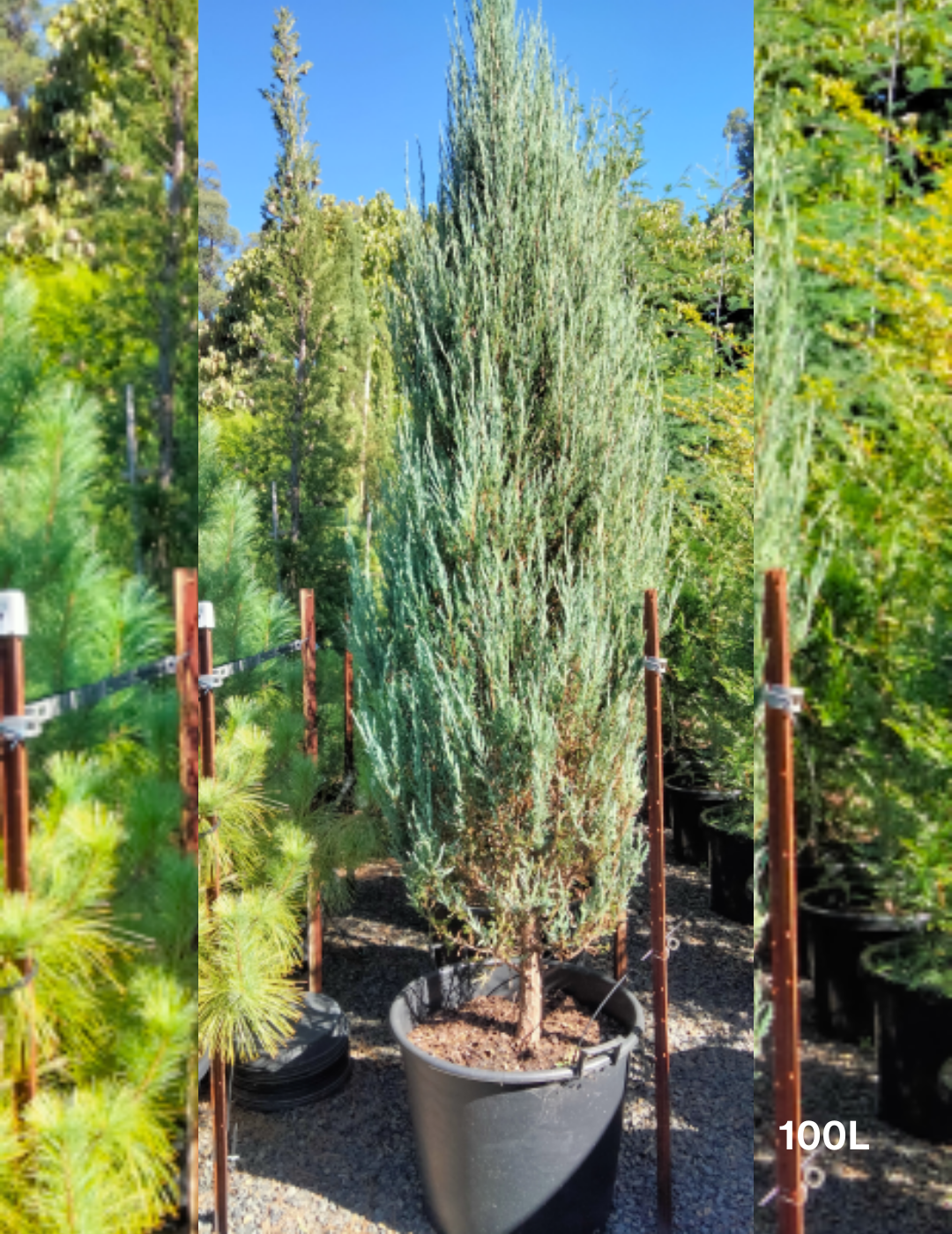 Juniperus Scopulorum 'skyrocket' - View 6 from www redcrocus com