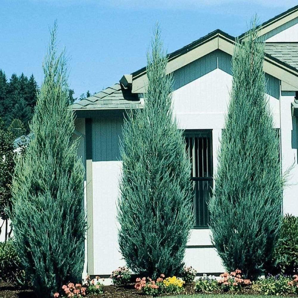 Juniperus Scopulorum 'skyrocket' - View 7 from www redcrocus com