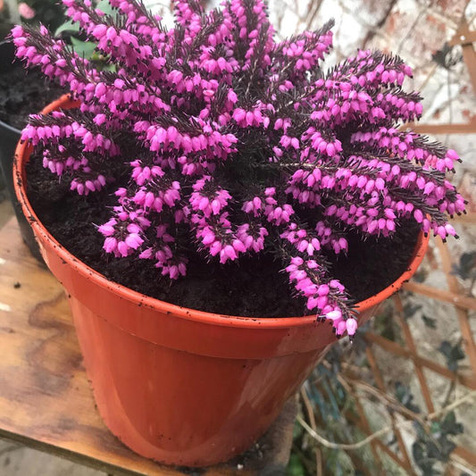 Erica Mediterranean Pink - View 10 from www redcrocus com