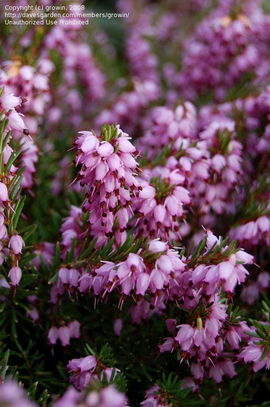 Erica Mediterranean Pink - View 13 from www redcrocus com