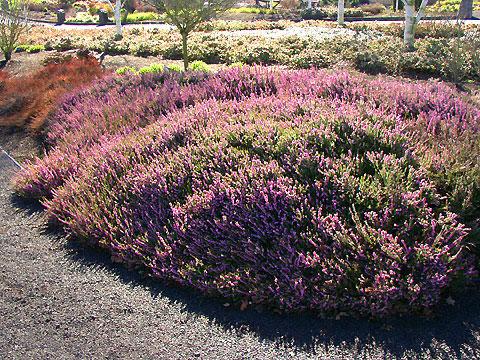 Erica Mediterranean Pink - View 15 from www redcrocus com