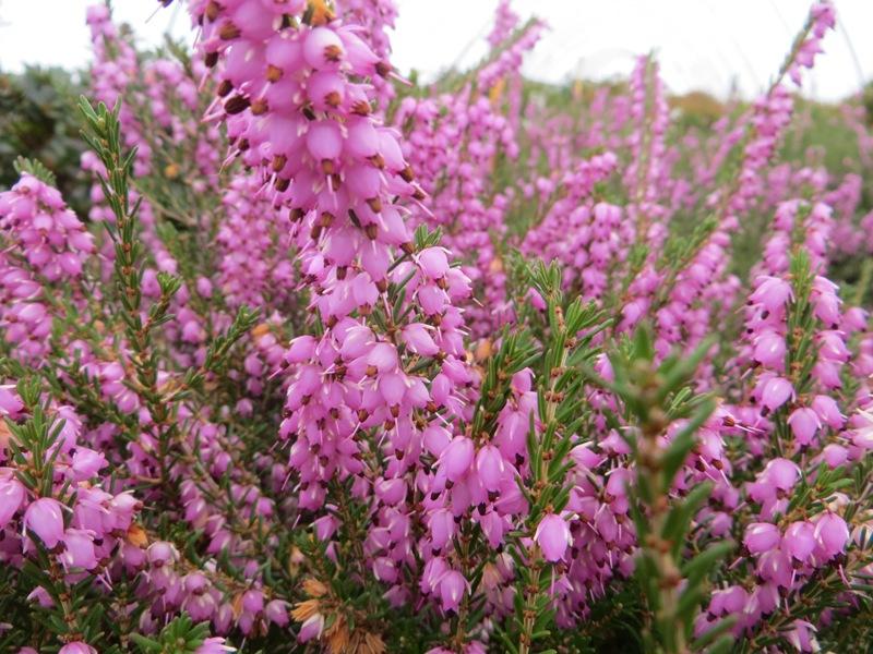 Erica Mediterranean Pink - View 3 from www redcrocus com