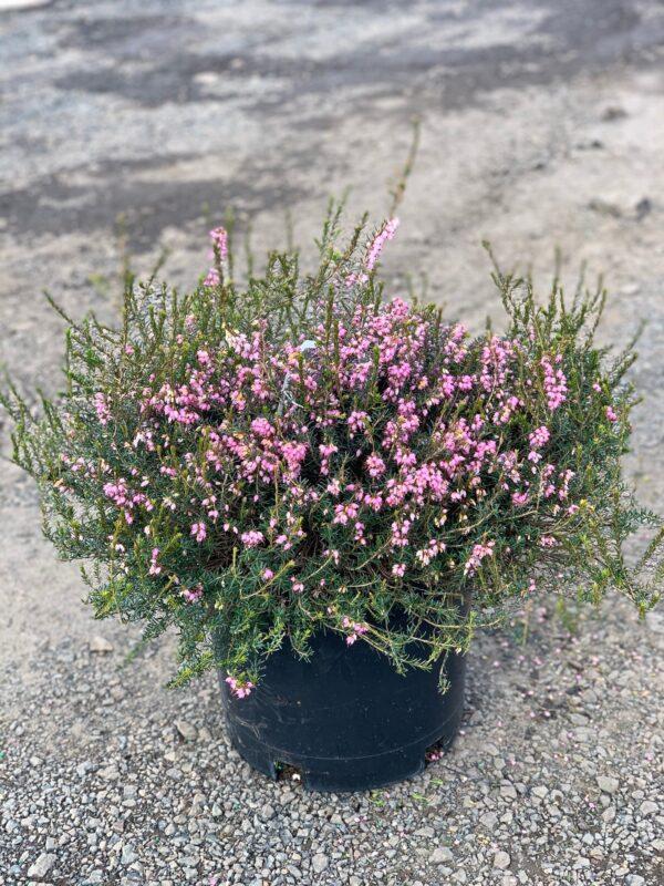 Erica Mediterranean Pink - View 4 from www redcrocus com