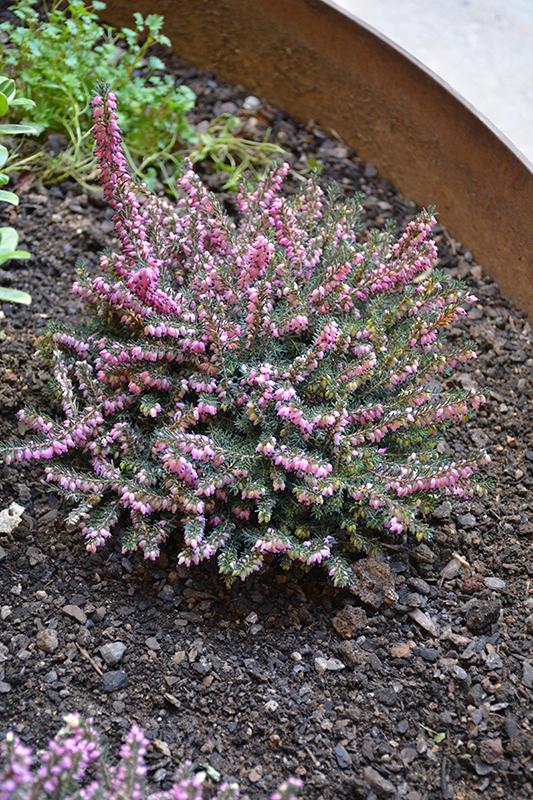 Erica Mediterranean Pink - View 5 from www redcrocus com