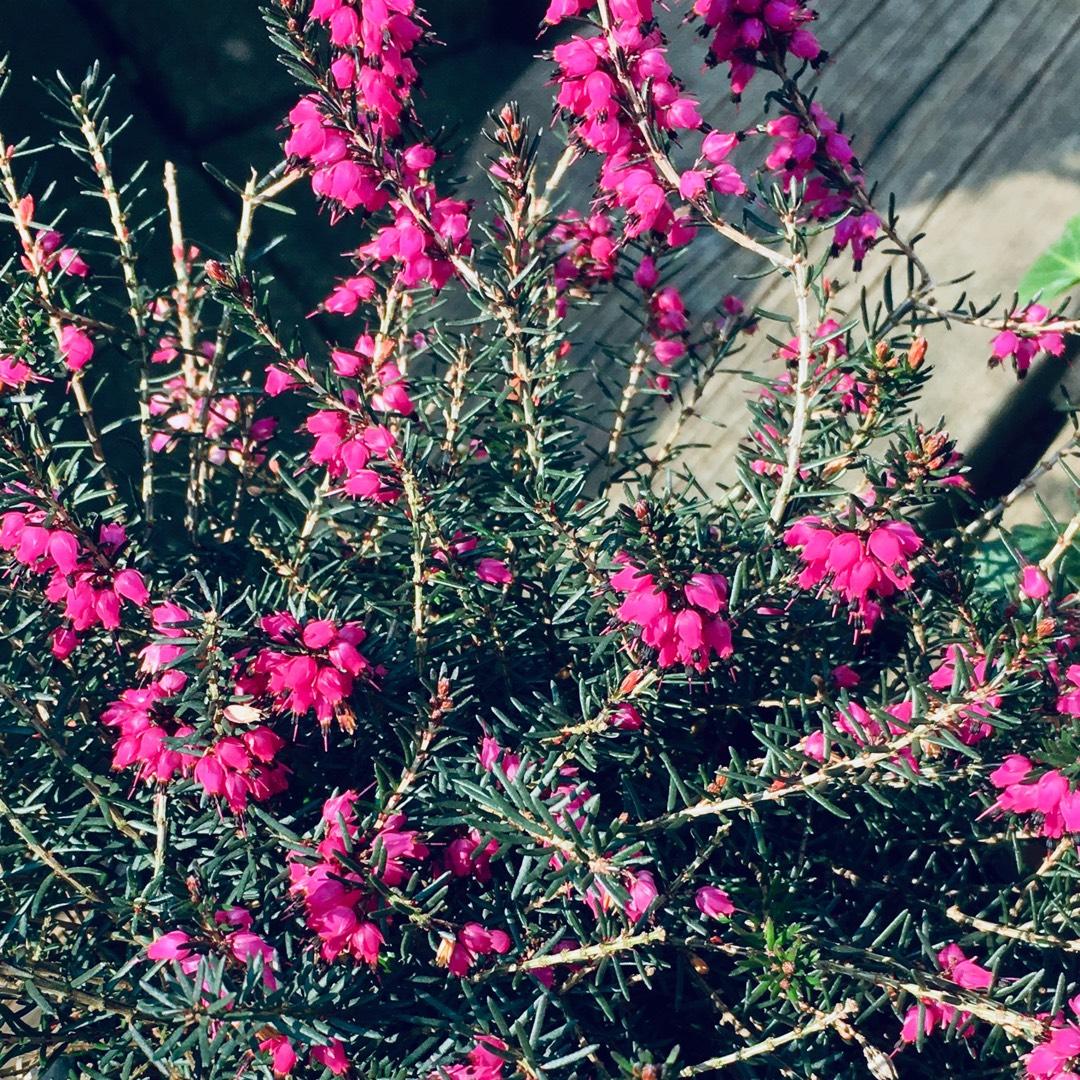 Erica Mediterranean Pink - View 7 from www redcrocus com