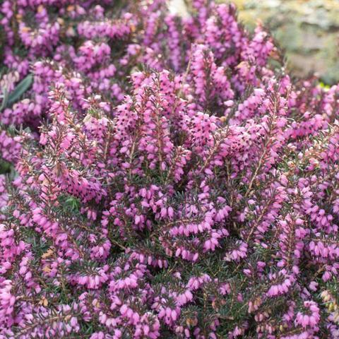 Erica Mediterranean Pink - View 8 from www redcrocus com