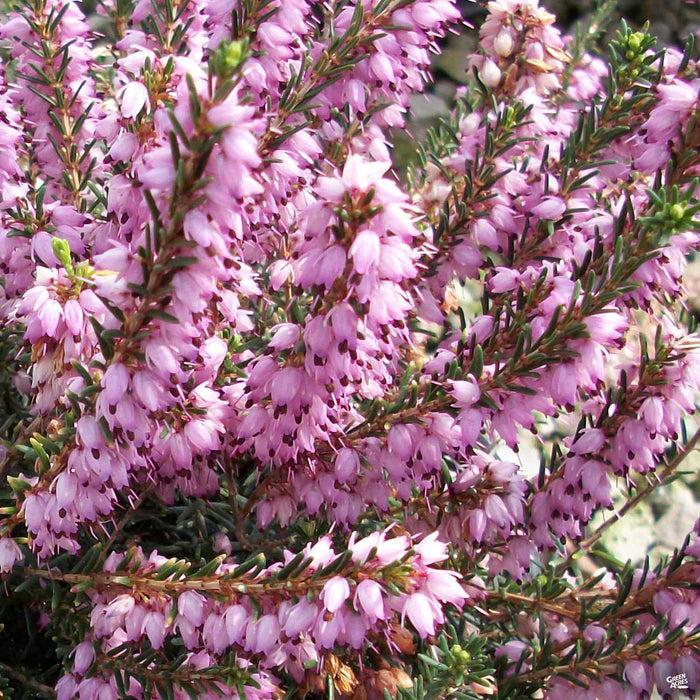 Erica Mediterranean Pink - View 11 from www redcrocus com