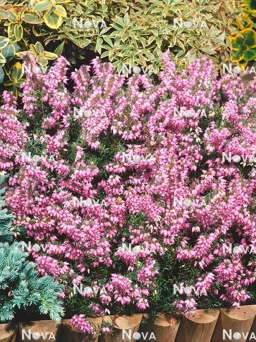 Erica Mediterranean Pink - View 12 from www redcrocus com