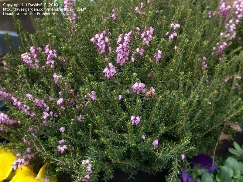 Erica Mediterranean Pink - View 13 from www redcrocus com