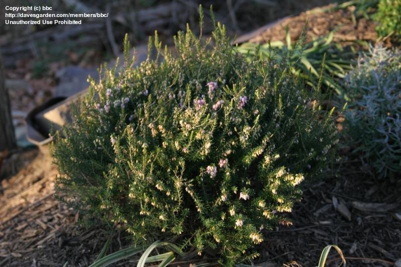 Erica Mediterranean Pink - View 15 from www redcrocus com