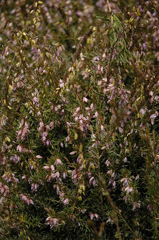 Erica Mediterranean Pink - View 16 from www redcrocus com