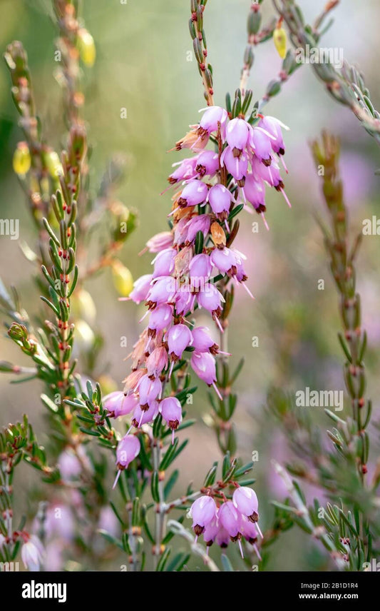 Erica Mediterranean Pink - View 1 from www redcrocus com