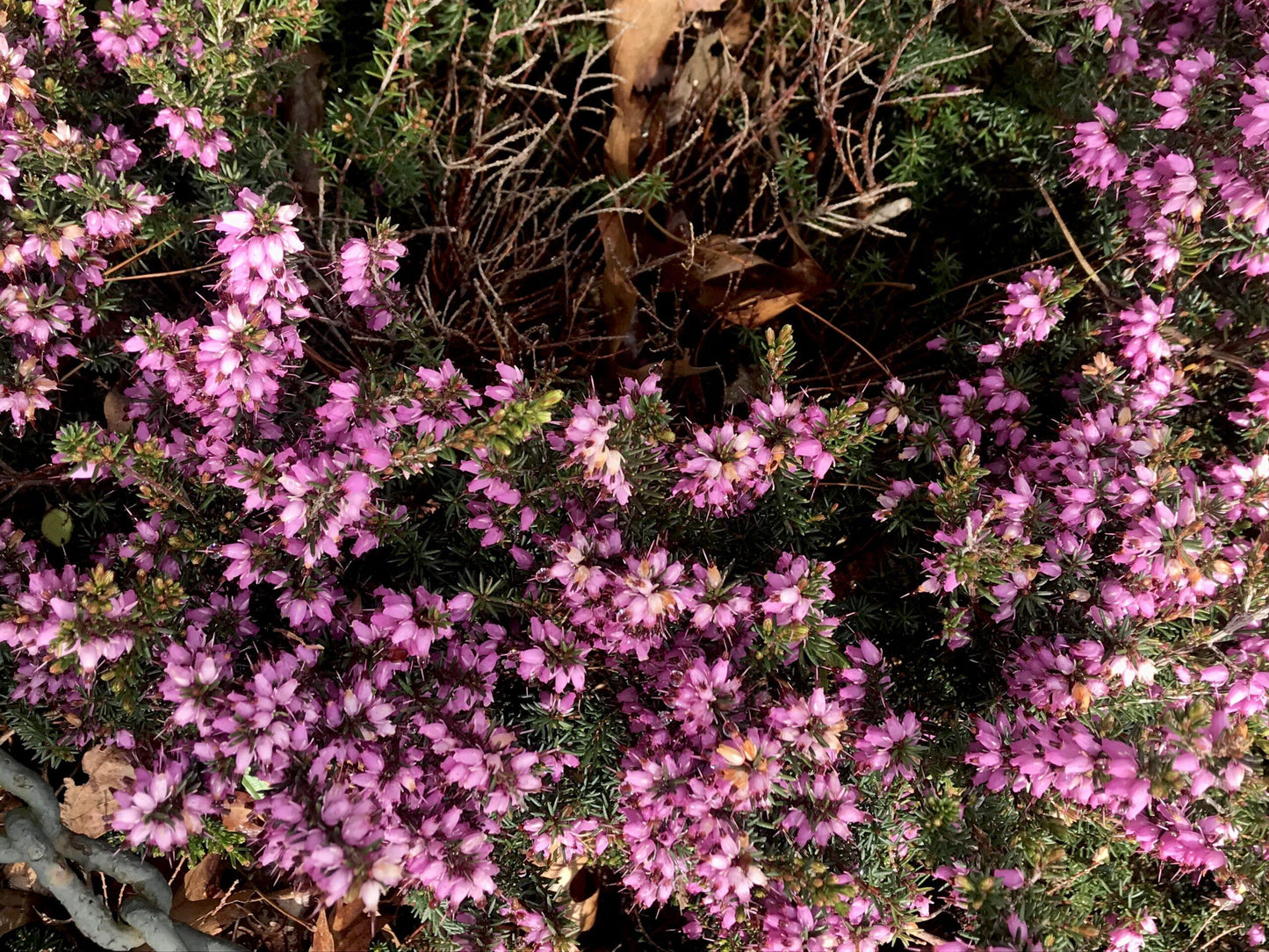 Erica Mediterranean Pink - View 2 from www redcrocus com
