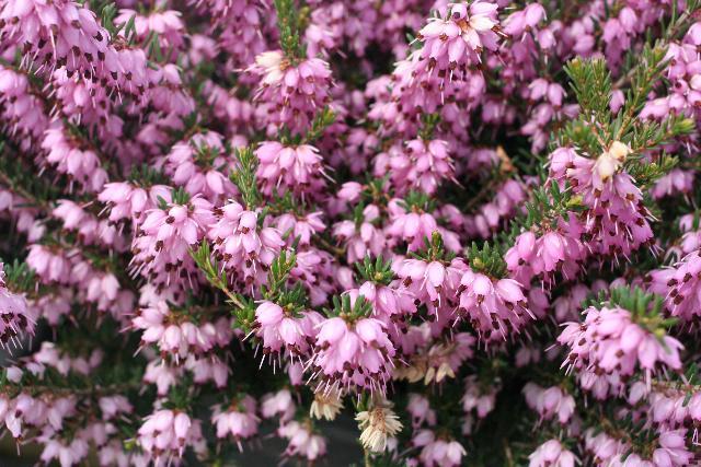 Erica Mediterranean Pink - View 6 from www redcrocus com