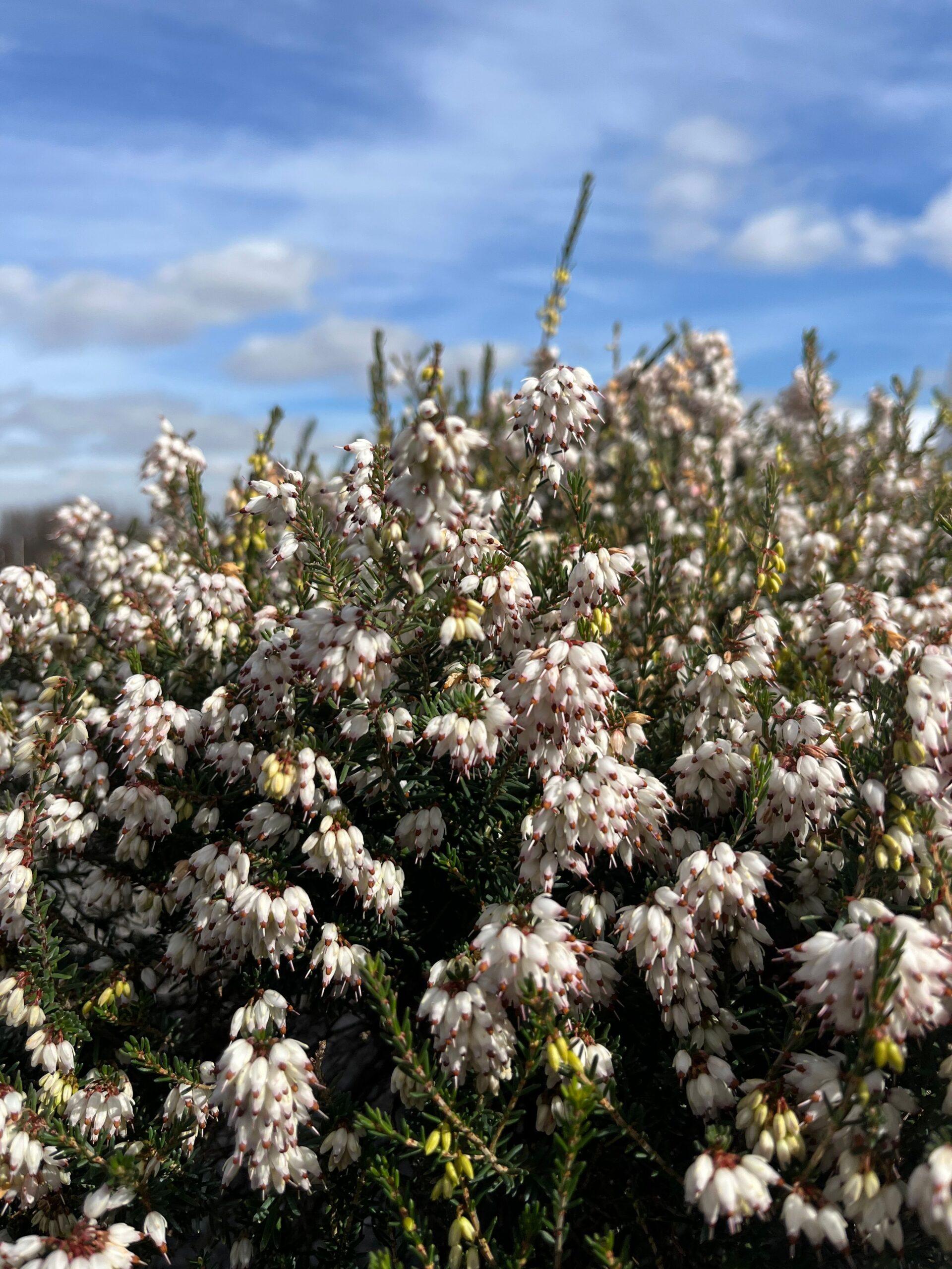 Erica Mediterranean White - View 10 from www redcrocus com
