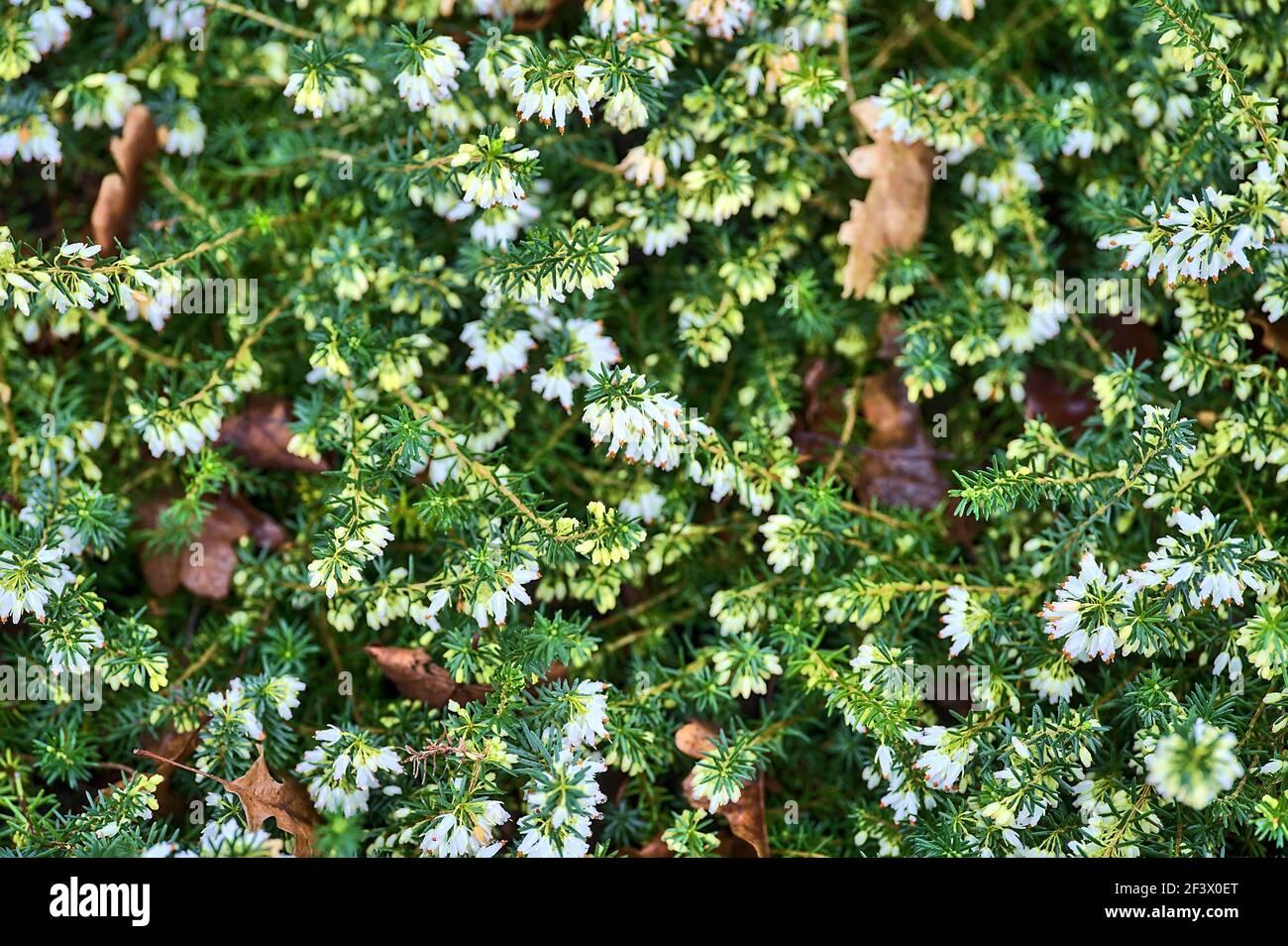 Erica Mediterranean White - View 13 from www redcrocus com