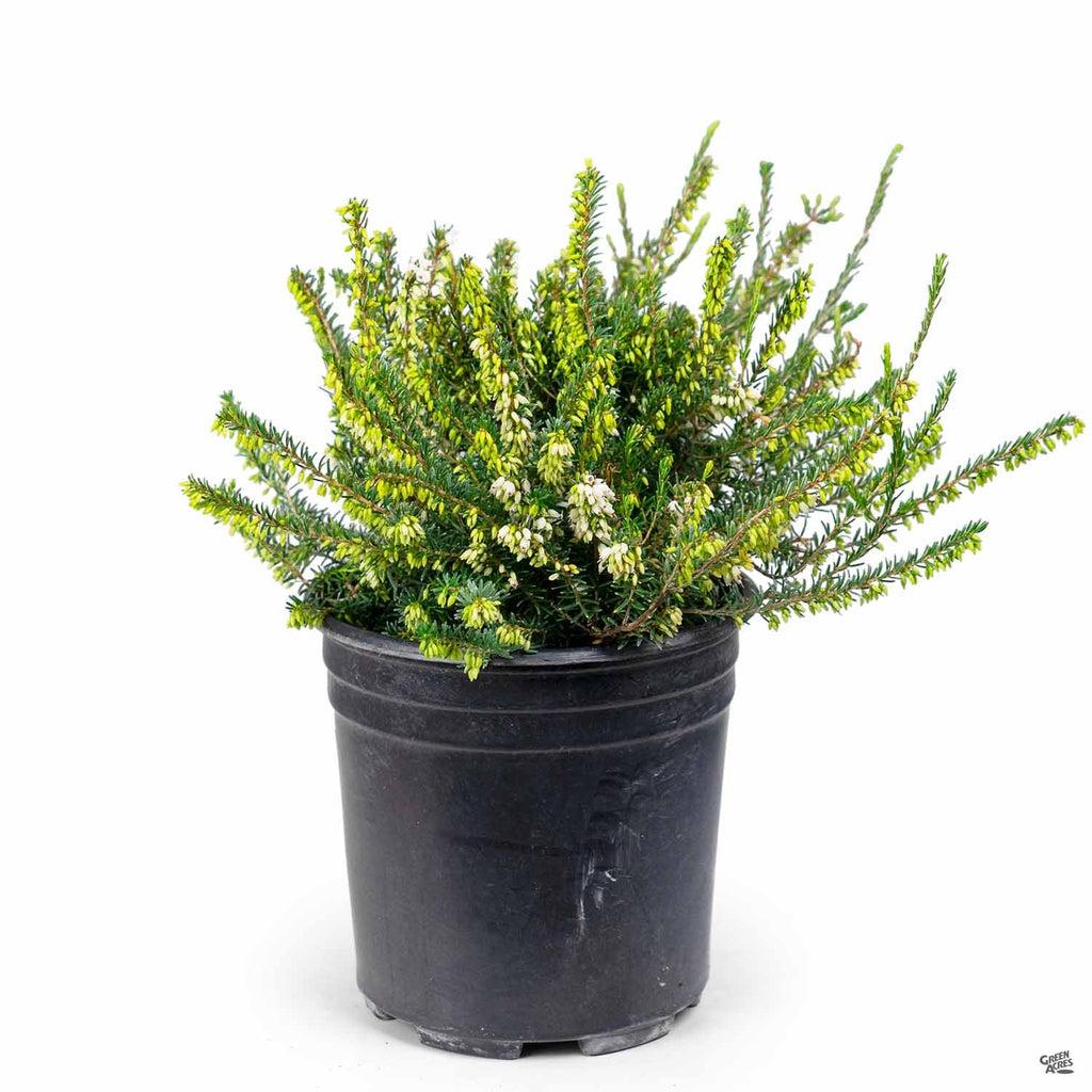 Erica Mediterranean White - View 15 from www redcrocus com