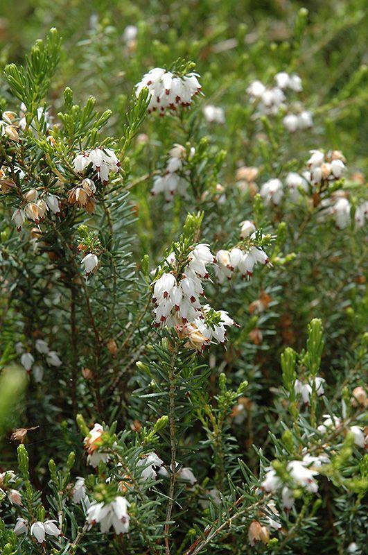 Erica Mediterranean White - View 16 from www redcrocus com