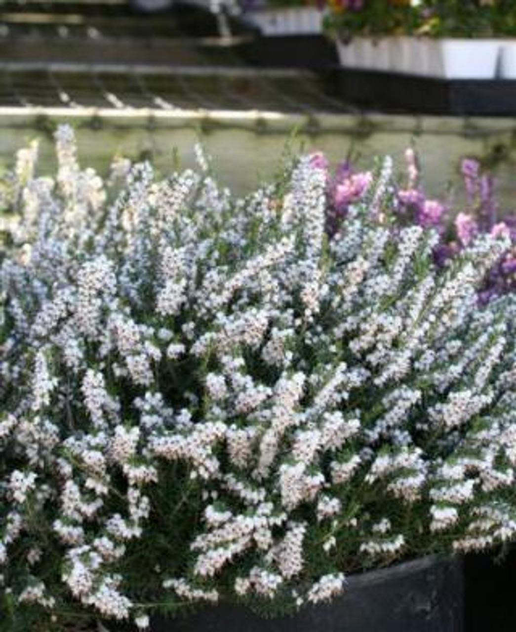 Erica Mediterranean White - View 1 from www redcrocus com