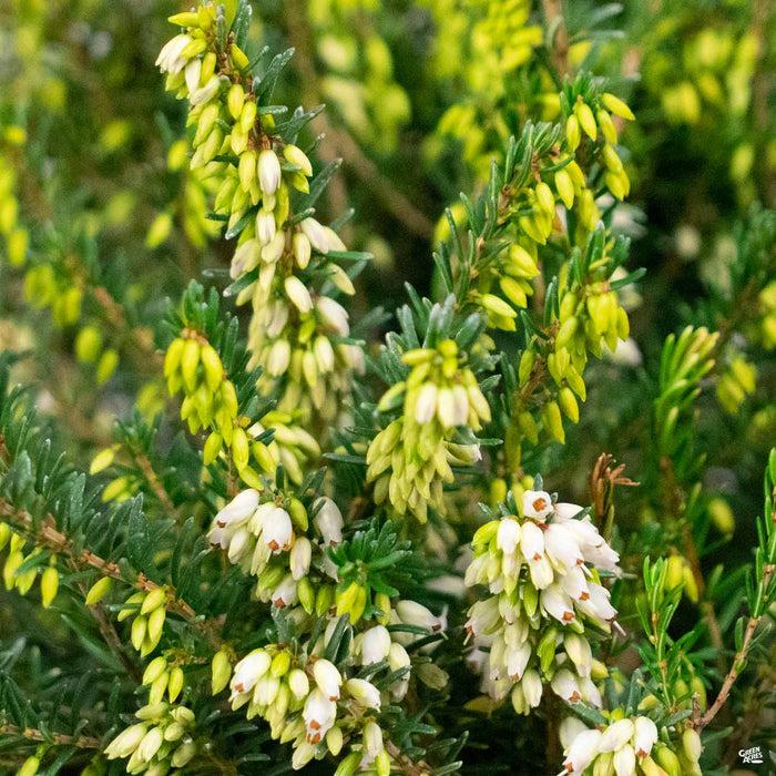 Erica Mediterranean White - View 2 from www redcrocus com