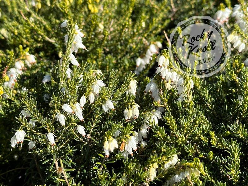 Erica Mediterranean White - View 3 from www redcrocus com