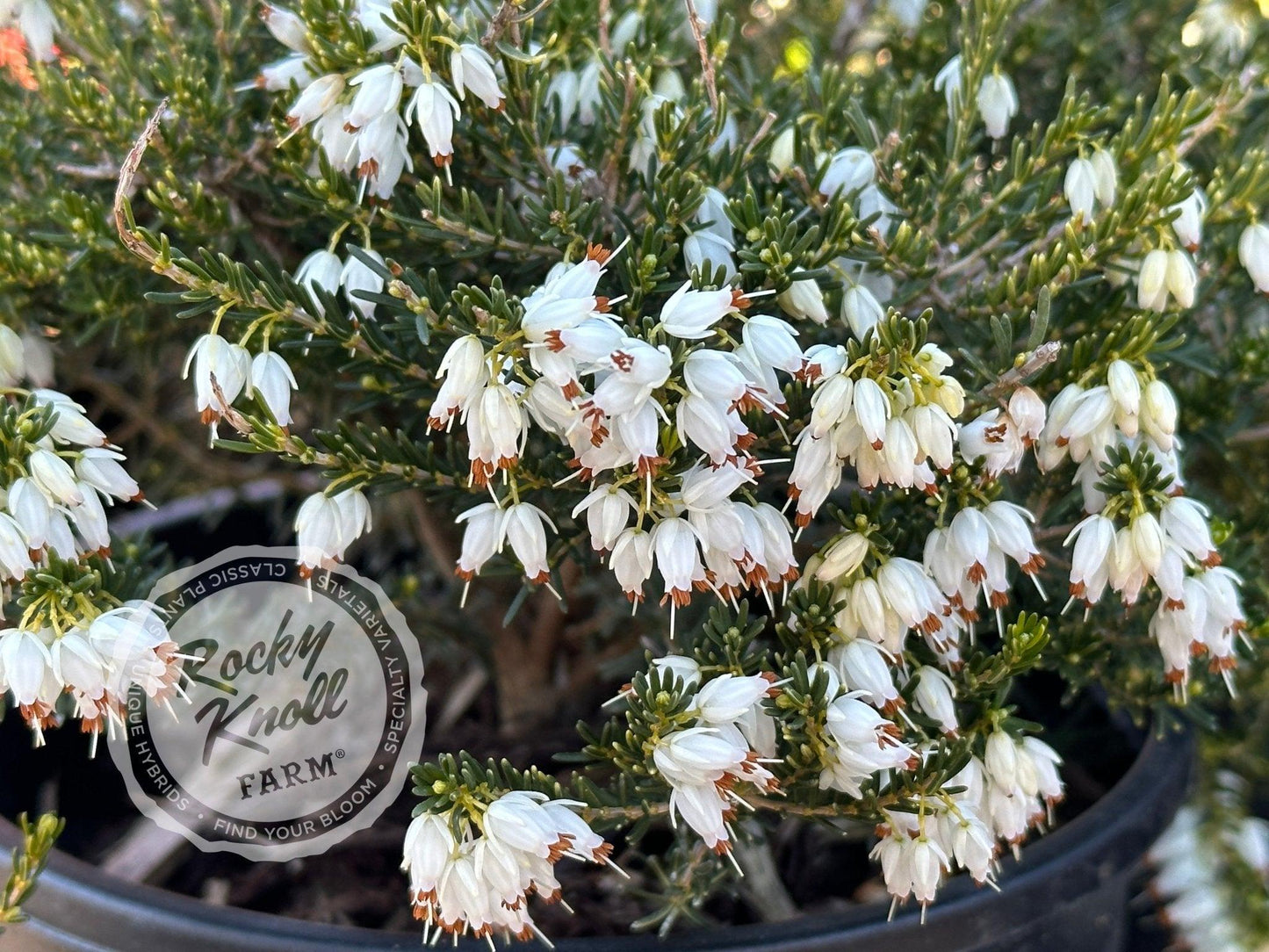 Erica Mediterranean White - View 4 from www redcrocus com