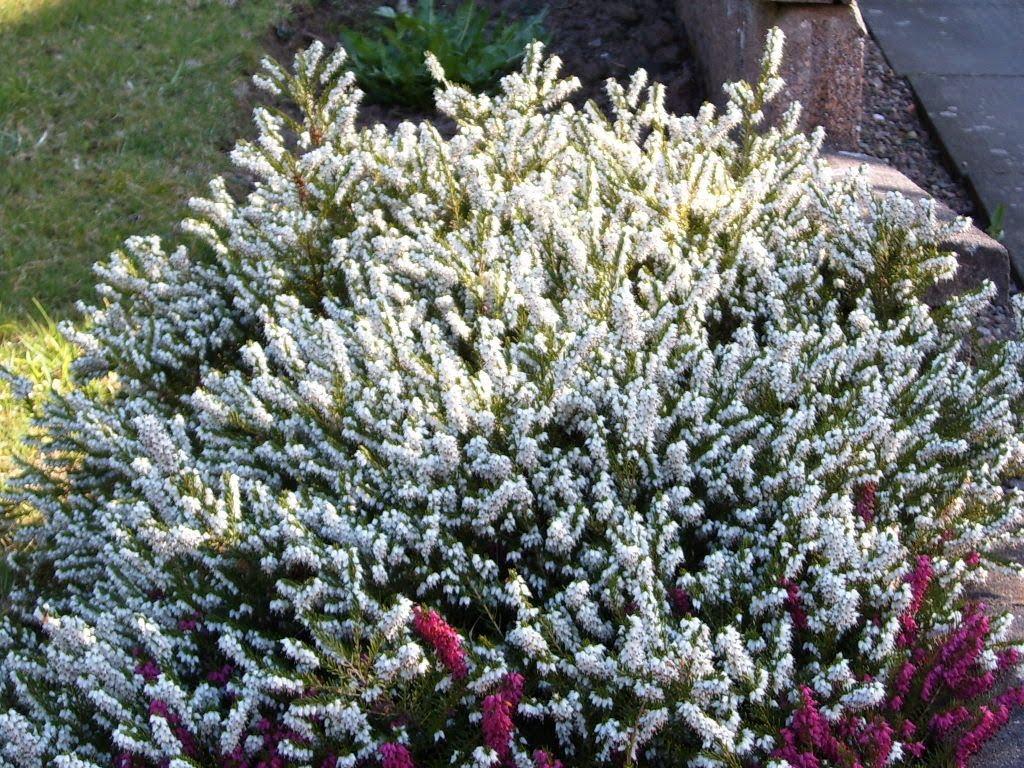 Erica Mediterranean White - View 5 from www redcrocus com