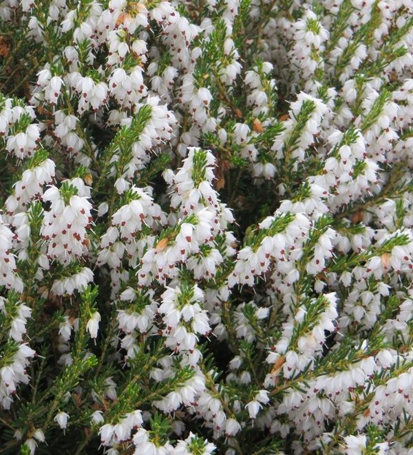 Erica Mediterranean White - View 6 from www redcrocus com