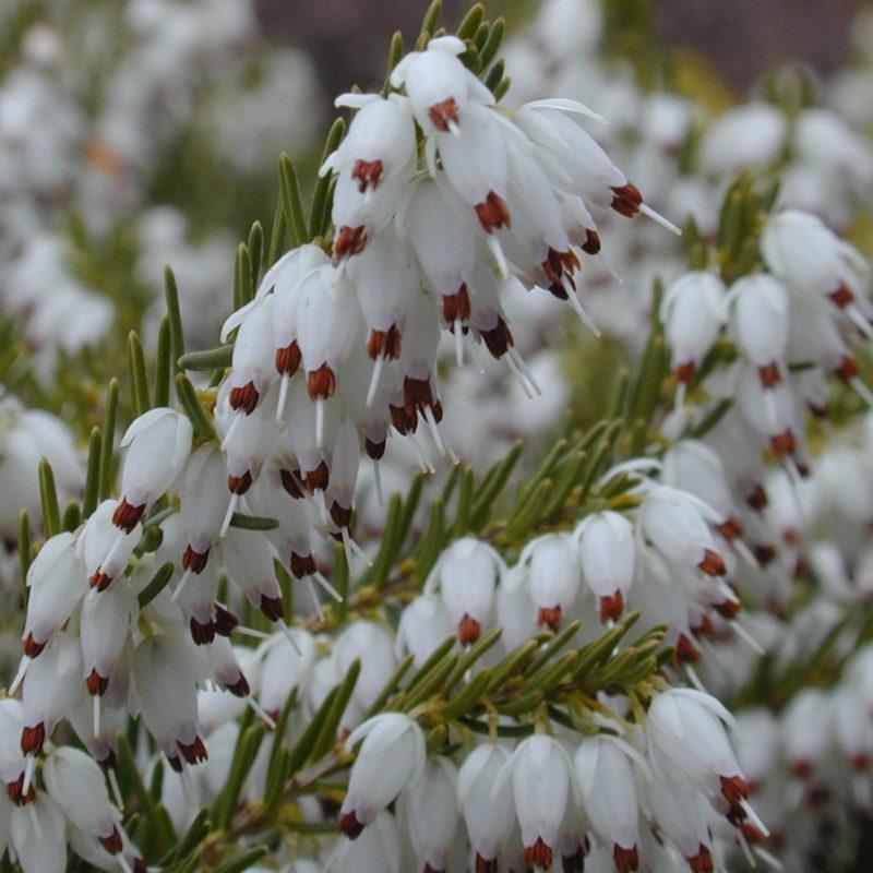 Erica Mediterranean White - View 8 from www redcrocus com
