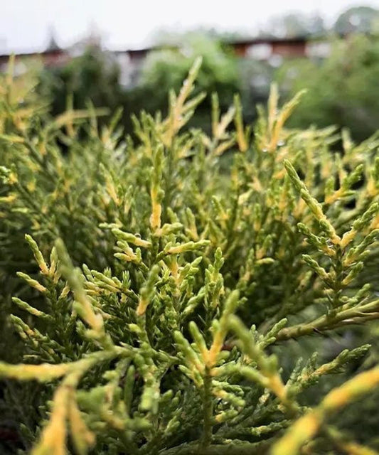 Juniperus Chinensis Old Gold - View 10 from www redcrocus com
