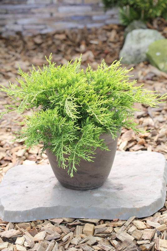 Juniperus Chinensis Old Gold - View 1 from www redcrocus com