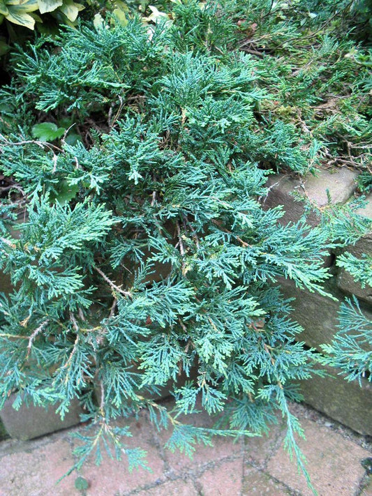 Juniperus Horizontalis Wiltonii - View 10 from www redcrocus com