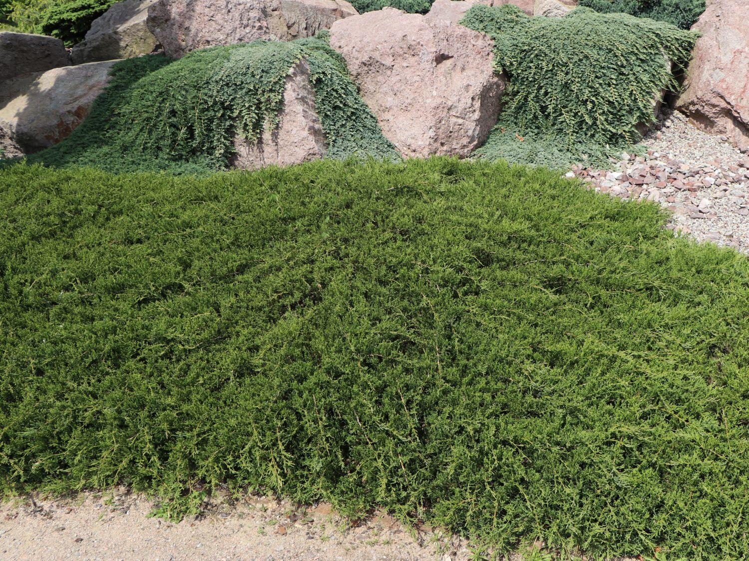 Juniperus Horizontalis Wiltonii - View 8 from www redcrocus com