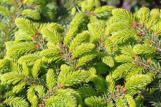 Picea Abies Nidiformis - View 1 from www redcrocus com