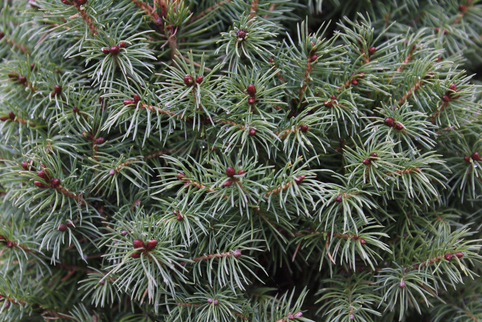 Picea Abies Nidiformis - View 20 from www redcrocus com