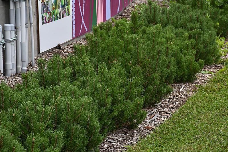 Pinus Mugo - View 15 from www redcrocus com