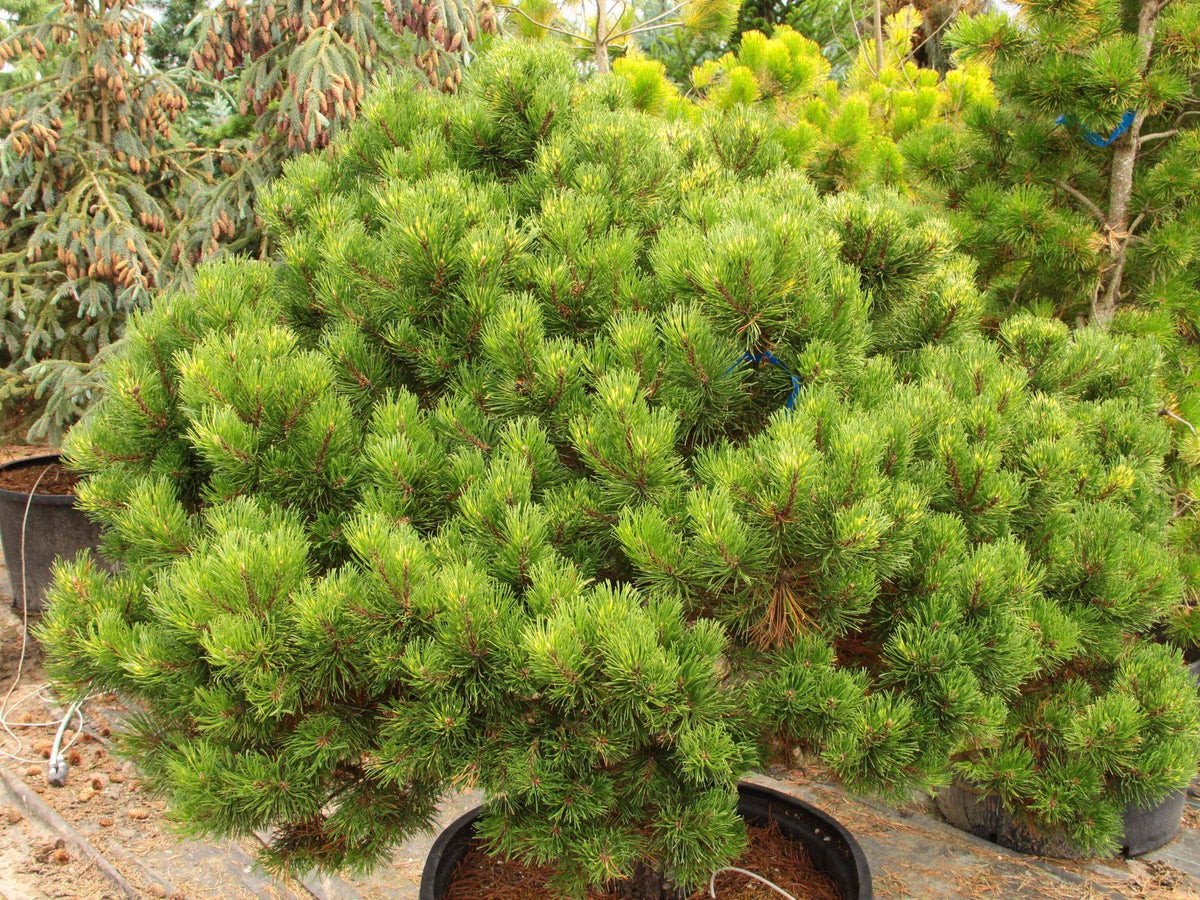 Pinus Mugo - View 16 from www redcrocus com
