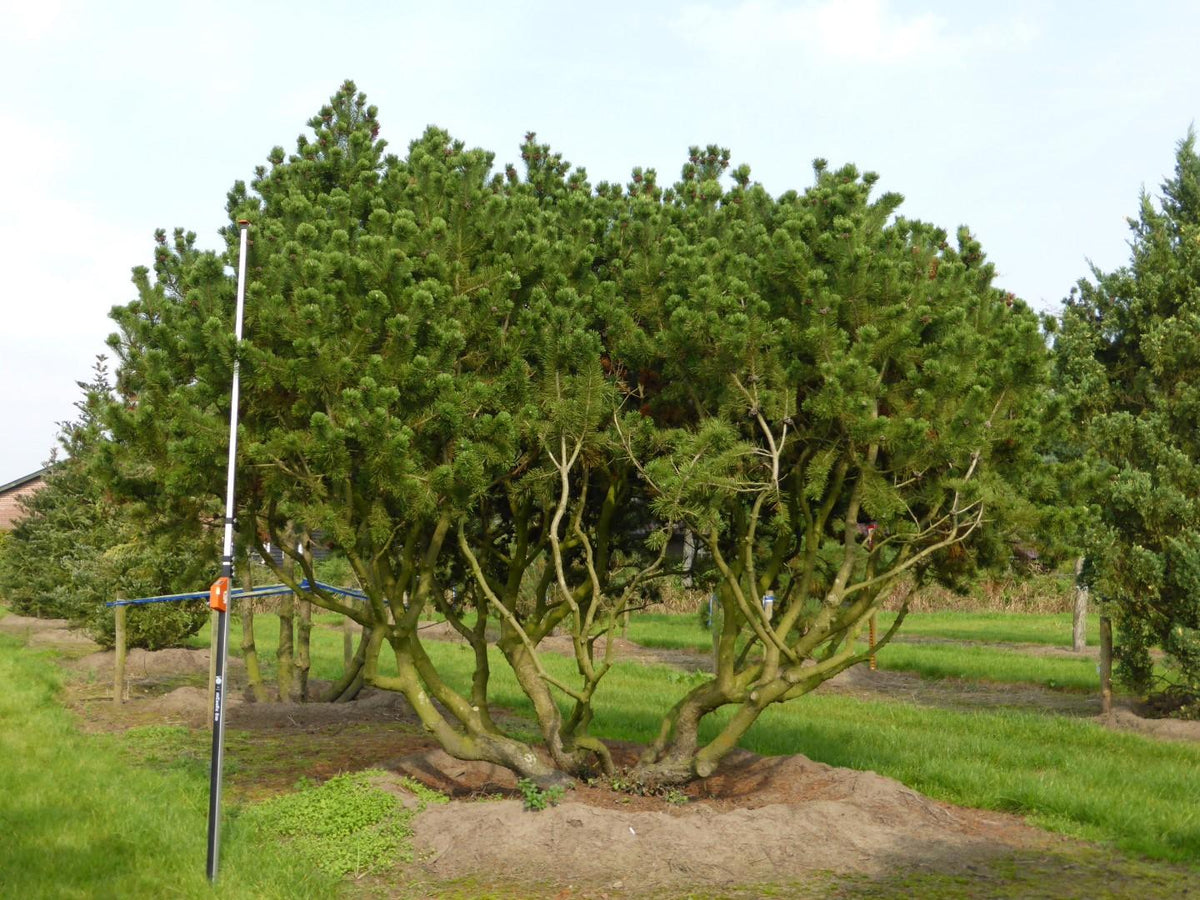 Pinus Mugo - View 1 from www redcrocus com