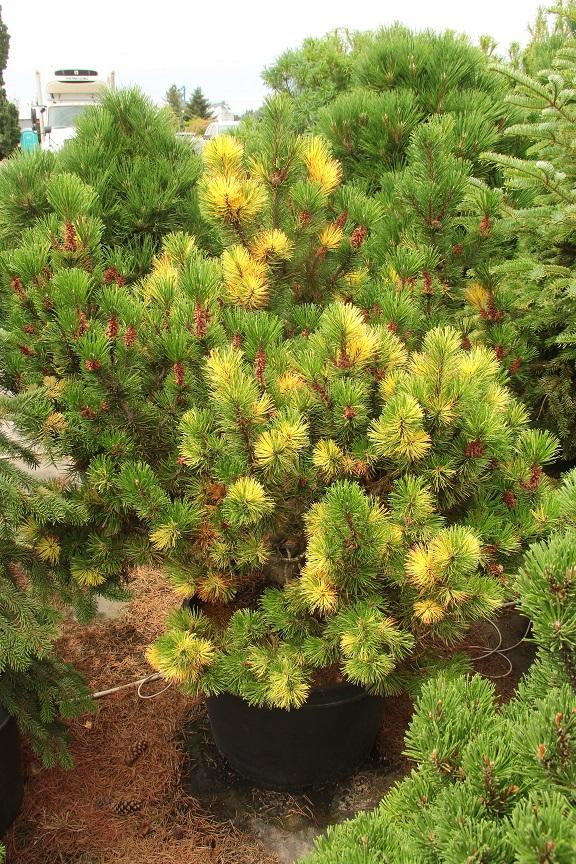 Pinus Mugo - View 20 from www redcrocus com