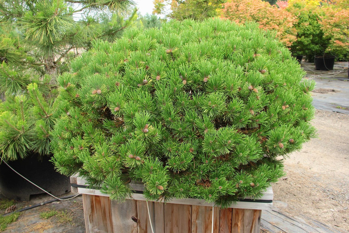 Pinus Mugo - View 21 from www redcrocus com
