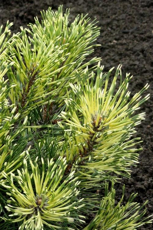 Pinus Mugo - View 25 from www redcrocus com